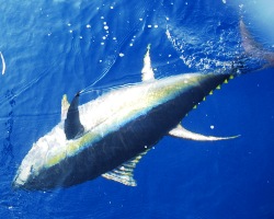 Bluefin Tuna Map