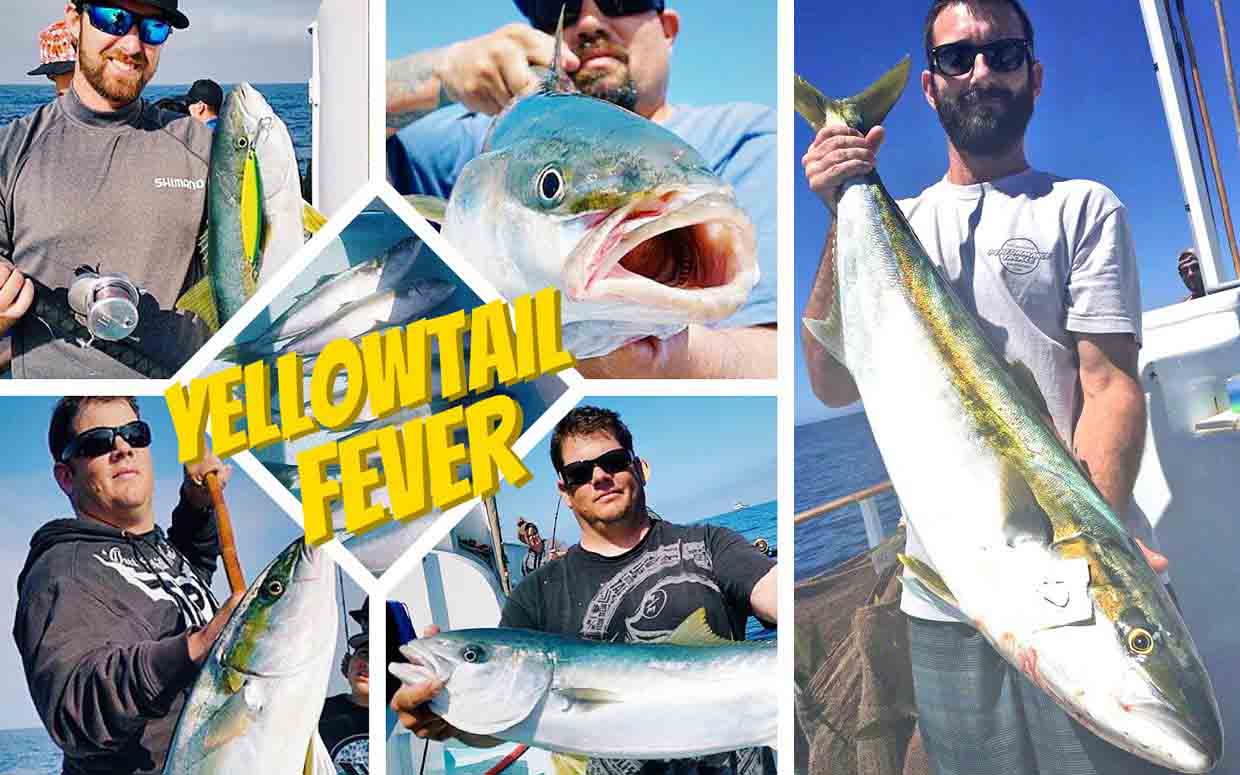 5 Reasons Fishing for Yellowtail from Shore is Possible